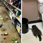 drunk raccoon virginia liquor store